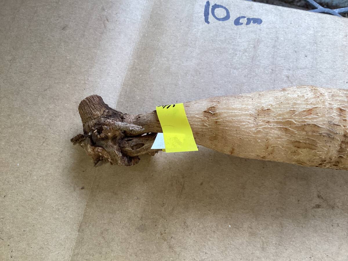 ダリアの球根　流星群_画像3