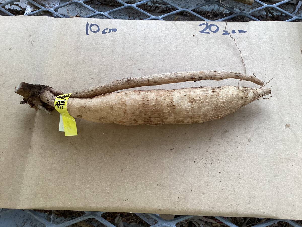 ダリアの球根　流星群_画像2