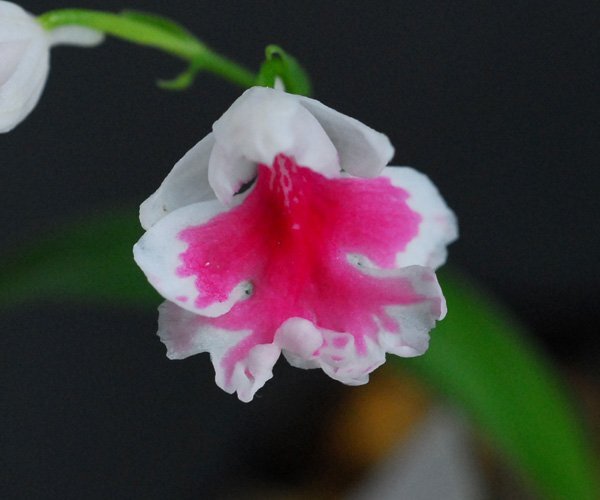 19-161-Aiwachidoli скала тысяч птица [.. круг * молния камень огонь -16A× собственный -[A. цвет ]] 5 лампочка [S~M лампочка ][ выбор другой особь ][ новейший ] осмотр (uchou Ran )