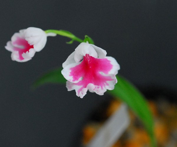 19-161-Aiwachidoli скала тысяч птица [.. круг * молния камень огонь -16A× собственный -[A. цвет ]] 5 лампочка [S~M лампочка ][ выбор другой особь ][ новейший ] осмотр (uchou Ran )