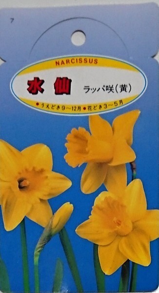国産のよく咲く水仙4種類13球セット_画像1