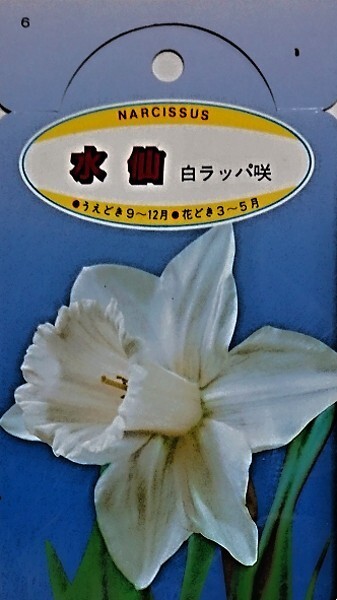 国産のよく咲く水仙4種類13球セット_画像2