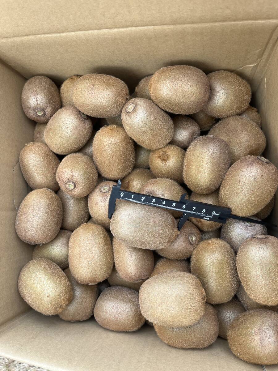 киви фрукты 17Kg 5 киви фрукты 17Kg 5