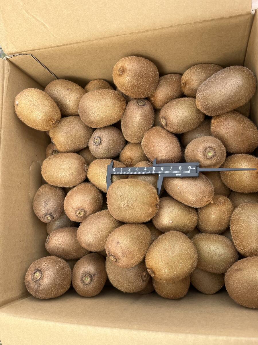 киви фрукты 17Kg 6 киви фрукты 17Kg 6