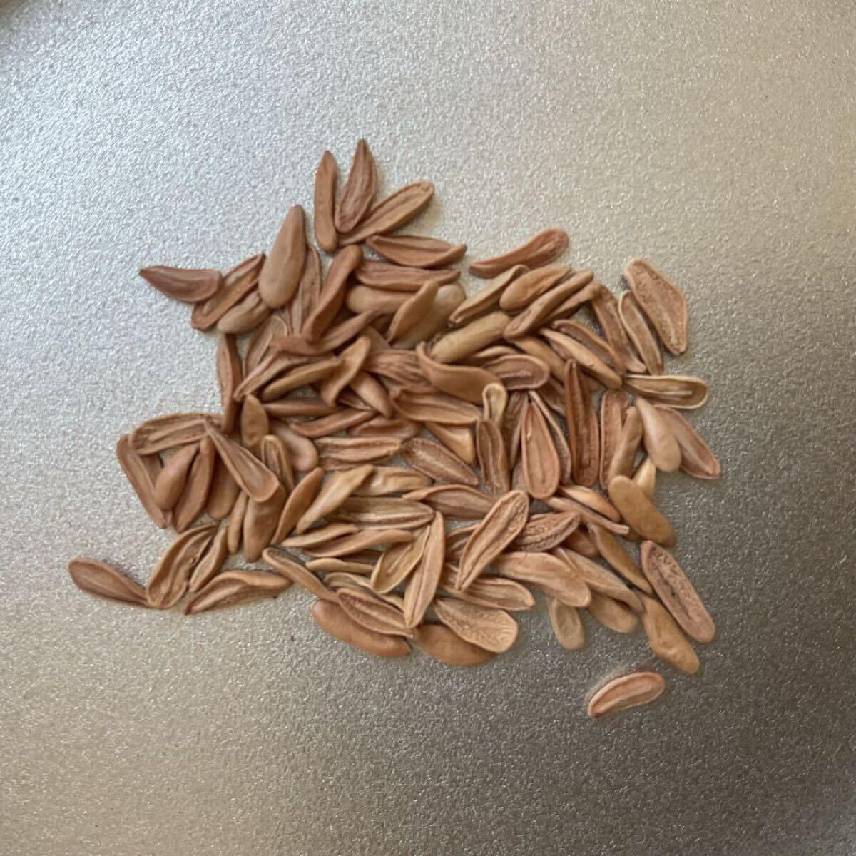 20粒 パキポディウム・グラキリスPachypodium gracilius 象牙宮_画像1