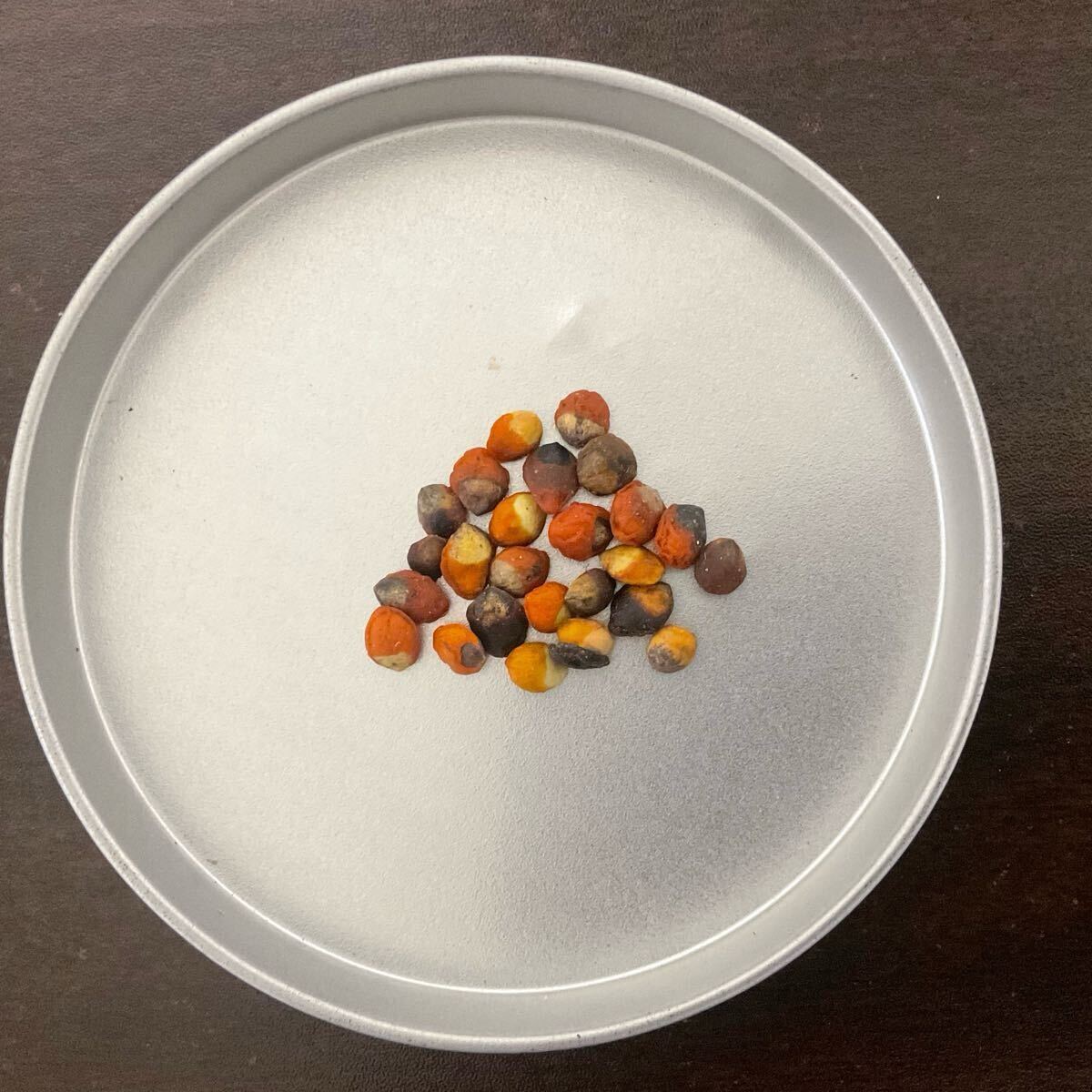 10粒 種子コミフォラ モンストローサ Commiphora monstruosa_画像2