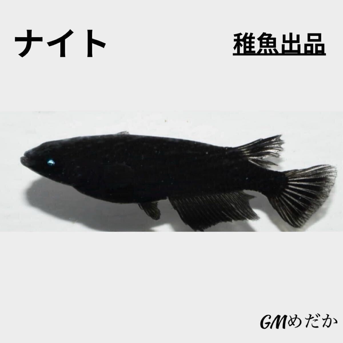 ナイト （オロチ × 黑天幻龍 ）稚魚7匹+α ※あんしん保証 → ブルーアイ アースアイ 黒天幻龍 GMめだか メダカ_画像1