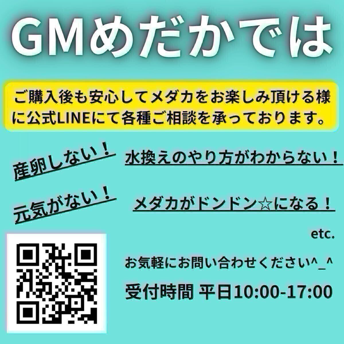 ナイト （オロチ × 黑天幻龍 ）稚魚7匹+α ※あんしん保証 → ブルーアイ アースアイ 黒天幻龍 GMめだか メダカ_画像4