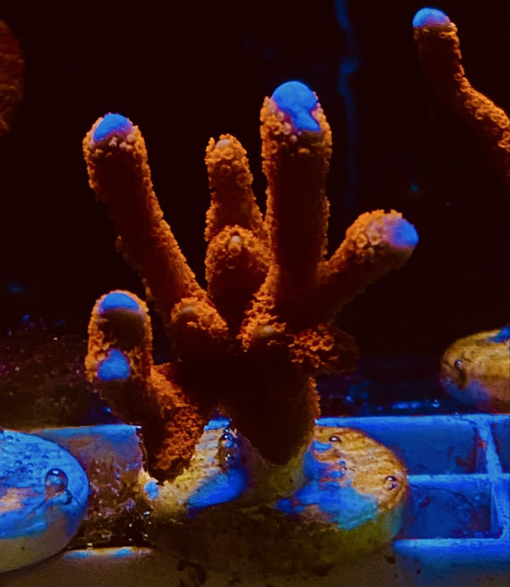 NO.2* коралл прекрасный *eda common коралл красный * упаковка бесплатный *