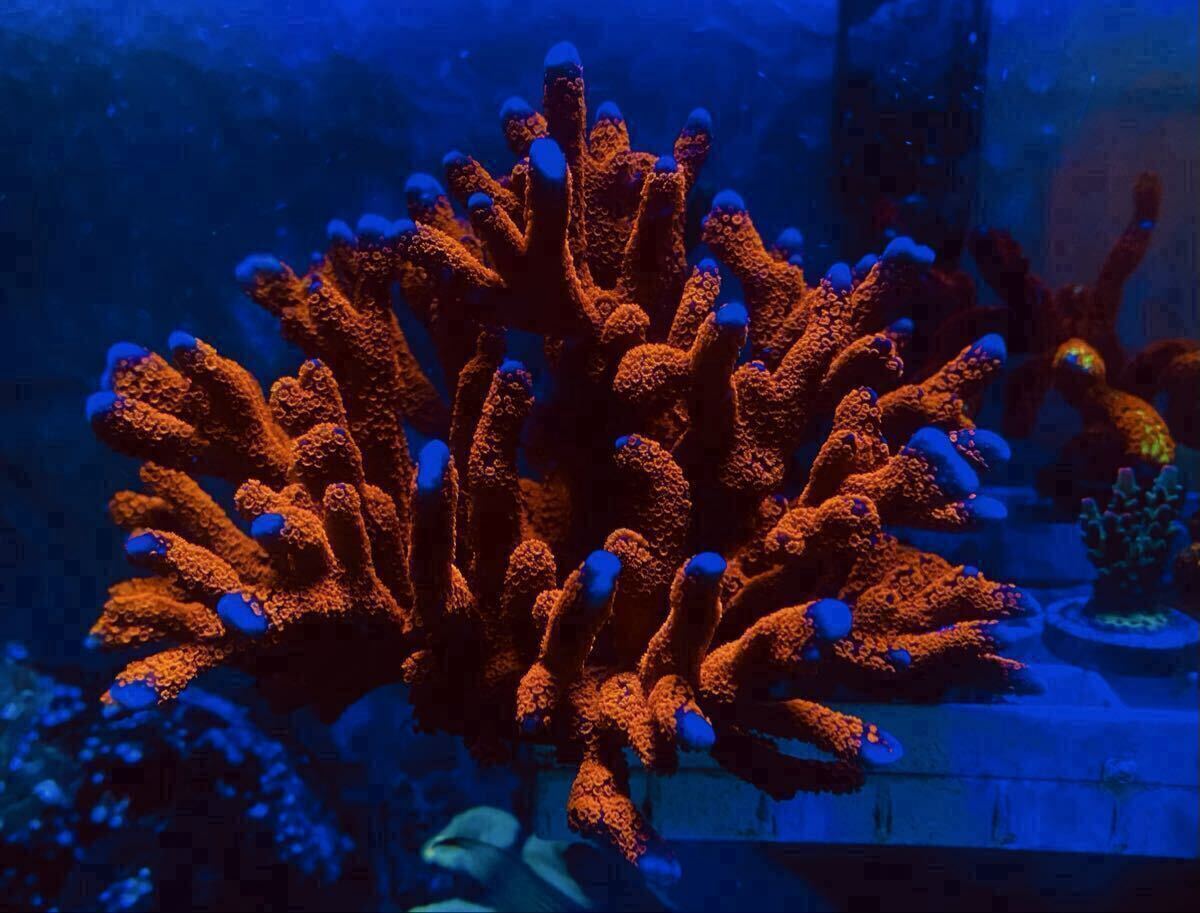 NO.2* коралл прекрасный *eda common коралл красный * упаковка бесплатный *