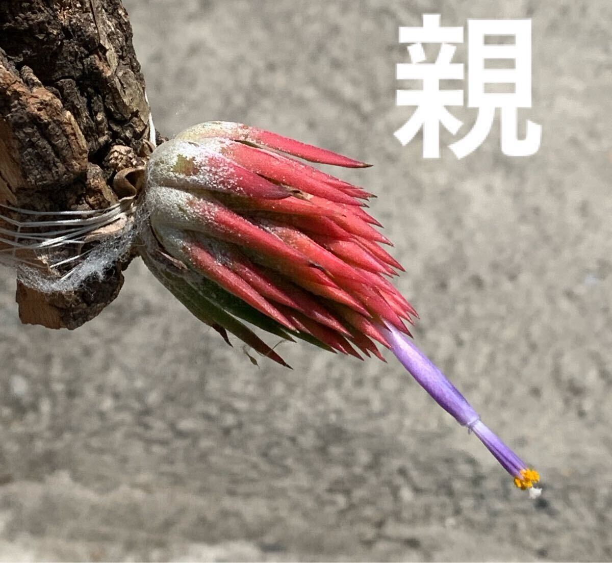  последний Tillandsia ionanta 'select' ex Donna Faylogati Ran ji I o наан ta select ( воздушный растения chi Ran ji Abu rome задний bromeliad