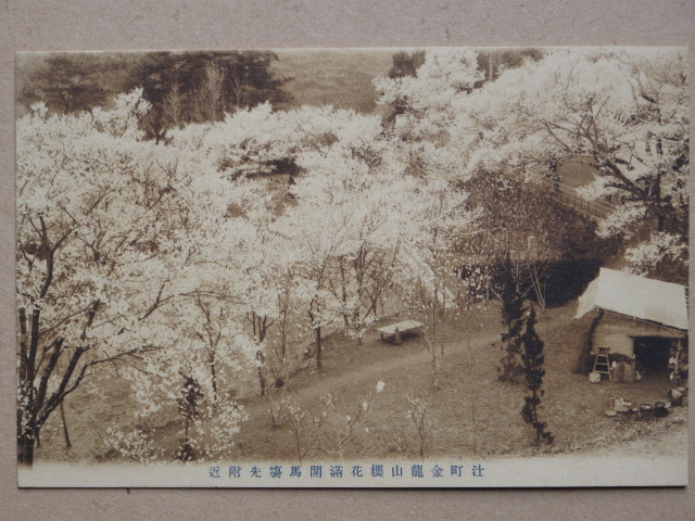 大正中期～昭和初期 公園 花見 絵葉書 『 辻町 金龍山 桜花満開の景 』計４点 未使用 徳島県 三好郡 辻町 金龍山農村公園 井川町 三好市_画像4