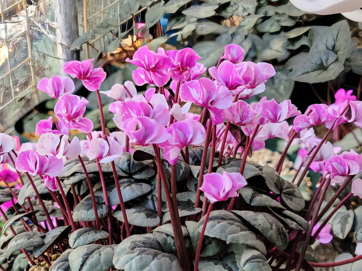 原種シクラメン　コウム　絞り花種子10粒_画像3