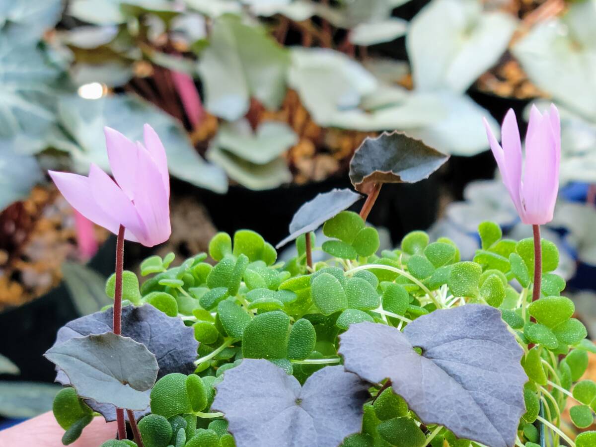 原種シクラメン　クレチカムCSE種子10粒_画像2