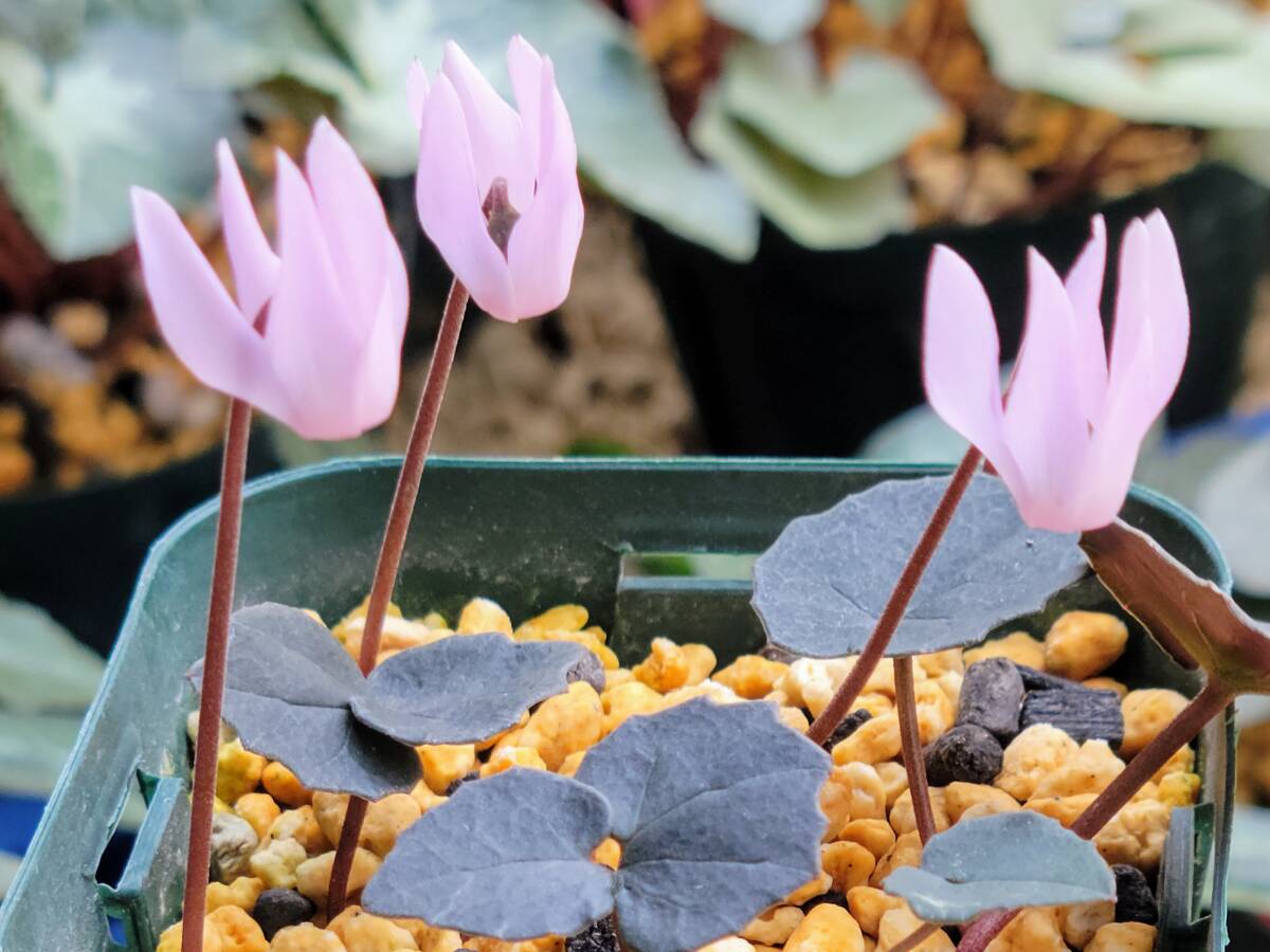 原種シクラメン　クレチカムCSE種子10粒_画像3