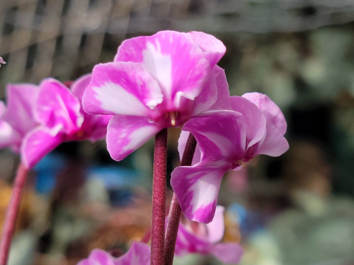 原種シクラメン　コウム　絞り花種子10粒_画像1