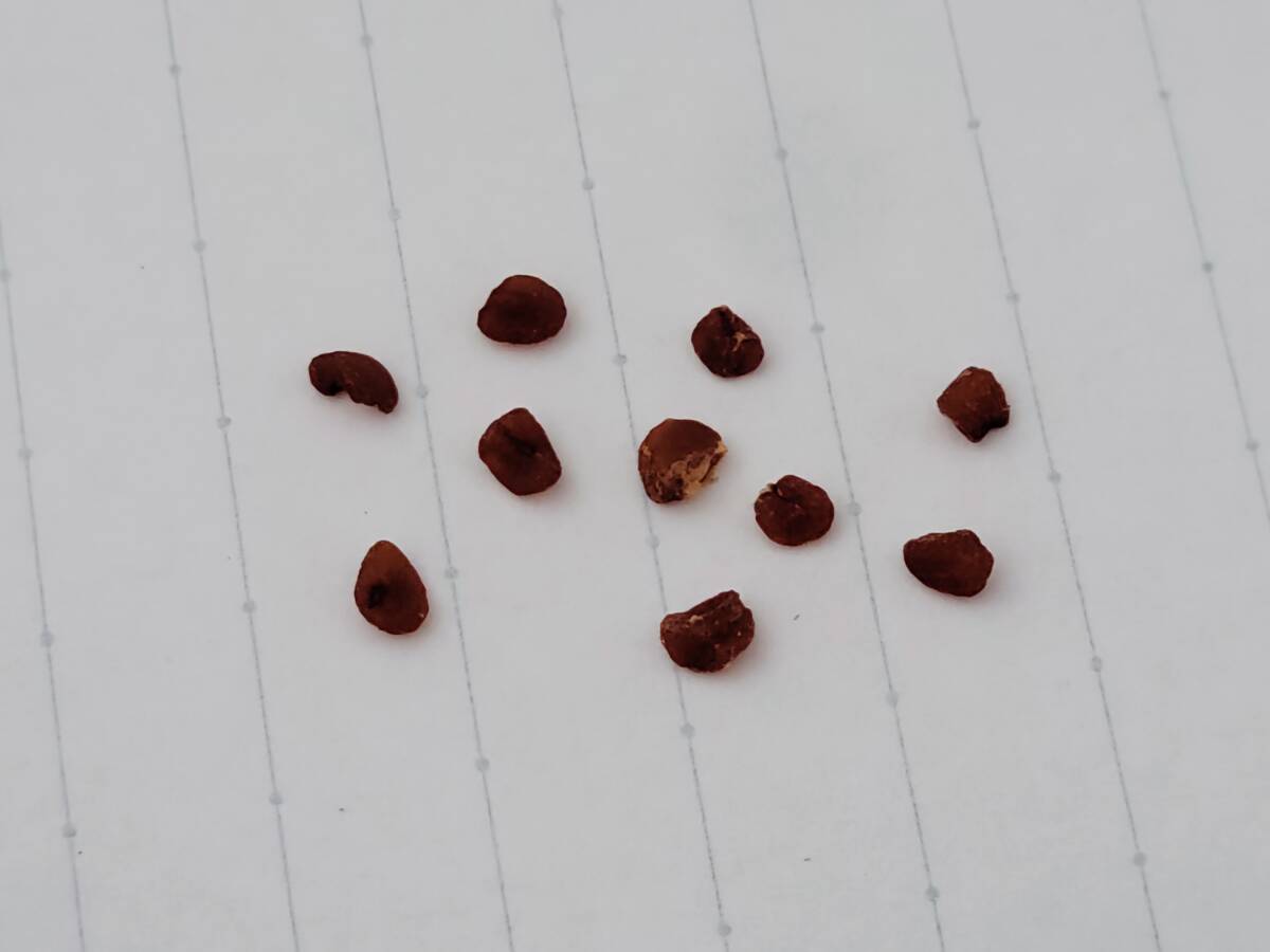 原種シクラメン　コウム　絞り花種子10粒_画像4