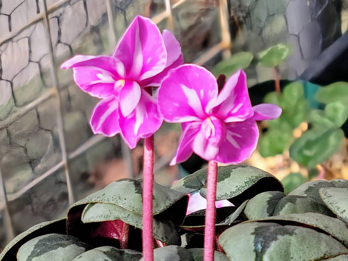 原種シクラメン　コウム　絞り花種子10粒_画像5