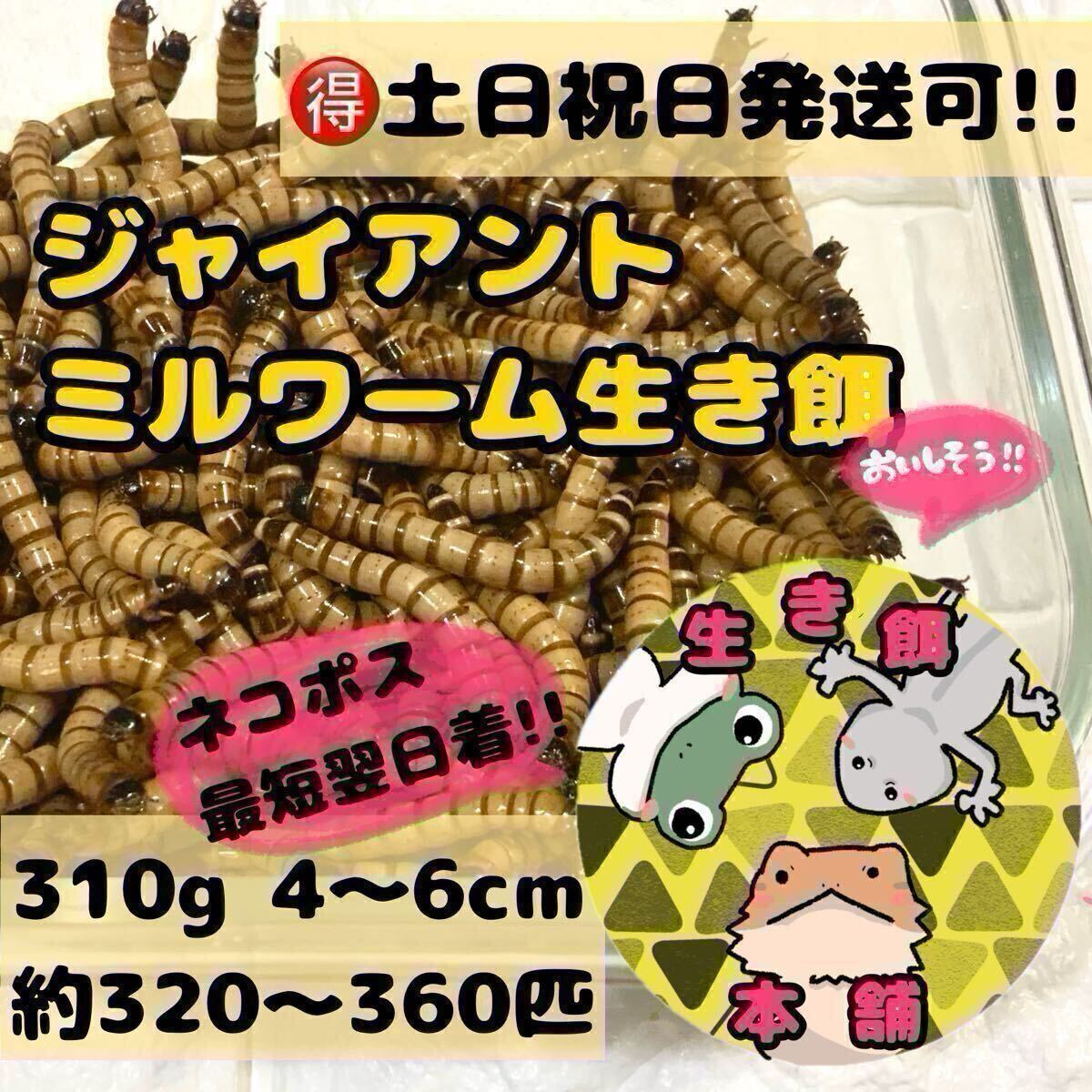 ML 310グラム 約320匹〜360匹程　ジャイアントミルワーム 生き餌本舗 _画像1