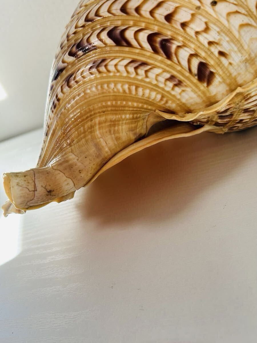  закон .. ho lagai... ho la. гора . буддизм . закон большой . подлинный .. закон . неподвижный Akira .40cm дудка гора . Сюгэндо .. традиционные японские музыкальные инструменты входить предмет есть 