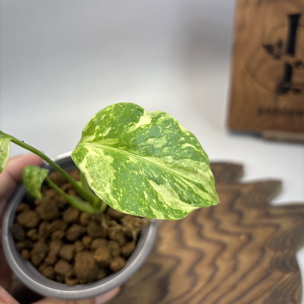 Y*_様 【希少】モンステラ・エレクトロライト斑入MonsteraElectro Yahoo!オークション - 【希少】モンステラ・エレクトロライト斑