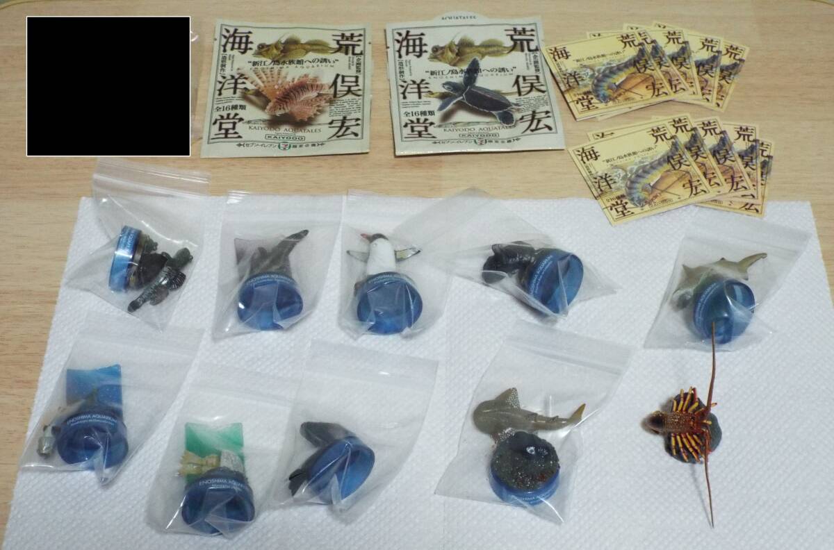 海洋堂 「新江ノ島水族館 立体生物図録２」 全14種+ミニブック+セブンイレブン版（シャチ） 荒俣宏、オマケ付きの画像8