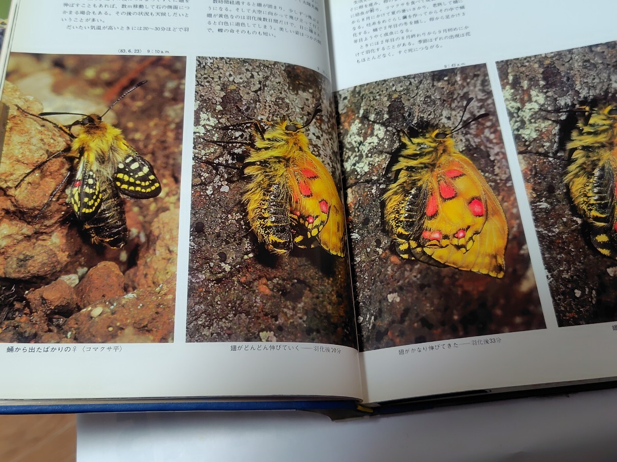 日本の高山蝶　渡辺康之　写真集_画像2