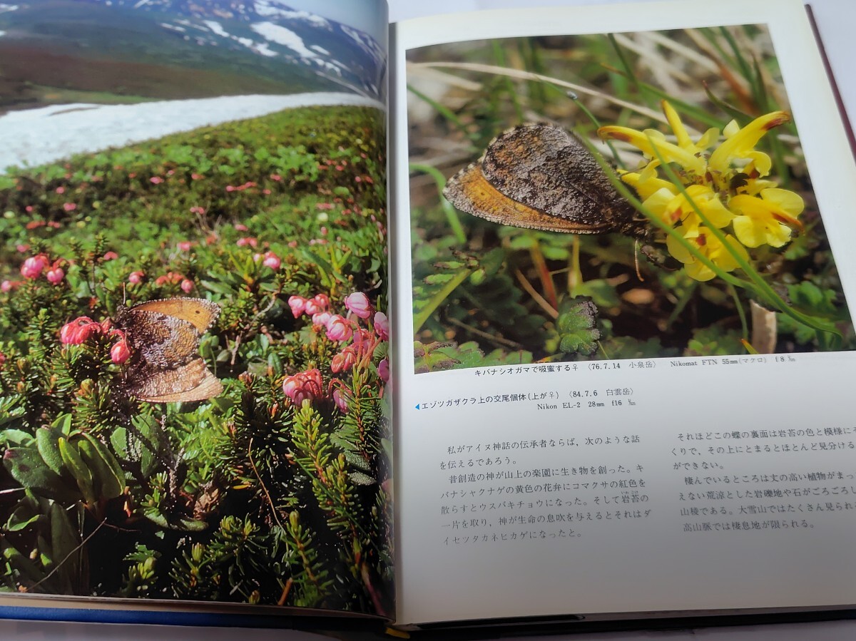 日本の高山蝶　渡辺康之　写真集_画像3