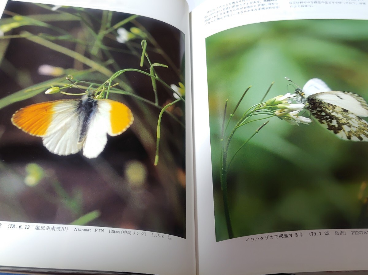 日本の高山蝶　渡辺康之　写真集_画像4