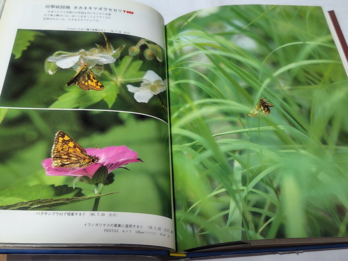 日本の高山蝶　渡辺康之　写真集_画像5