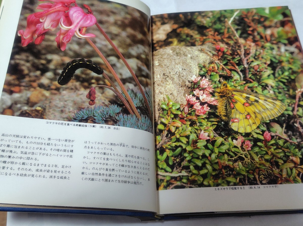 日本の高山蝶　渡辺康之　写真集_画像6