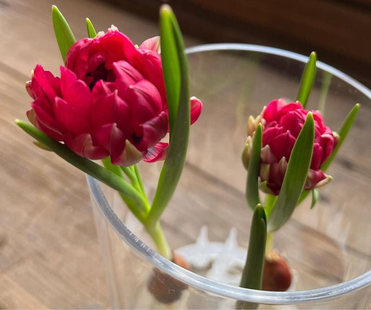 原種チューリップ　テタテト　テータテート　球根　２球_画像1