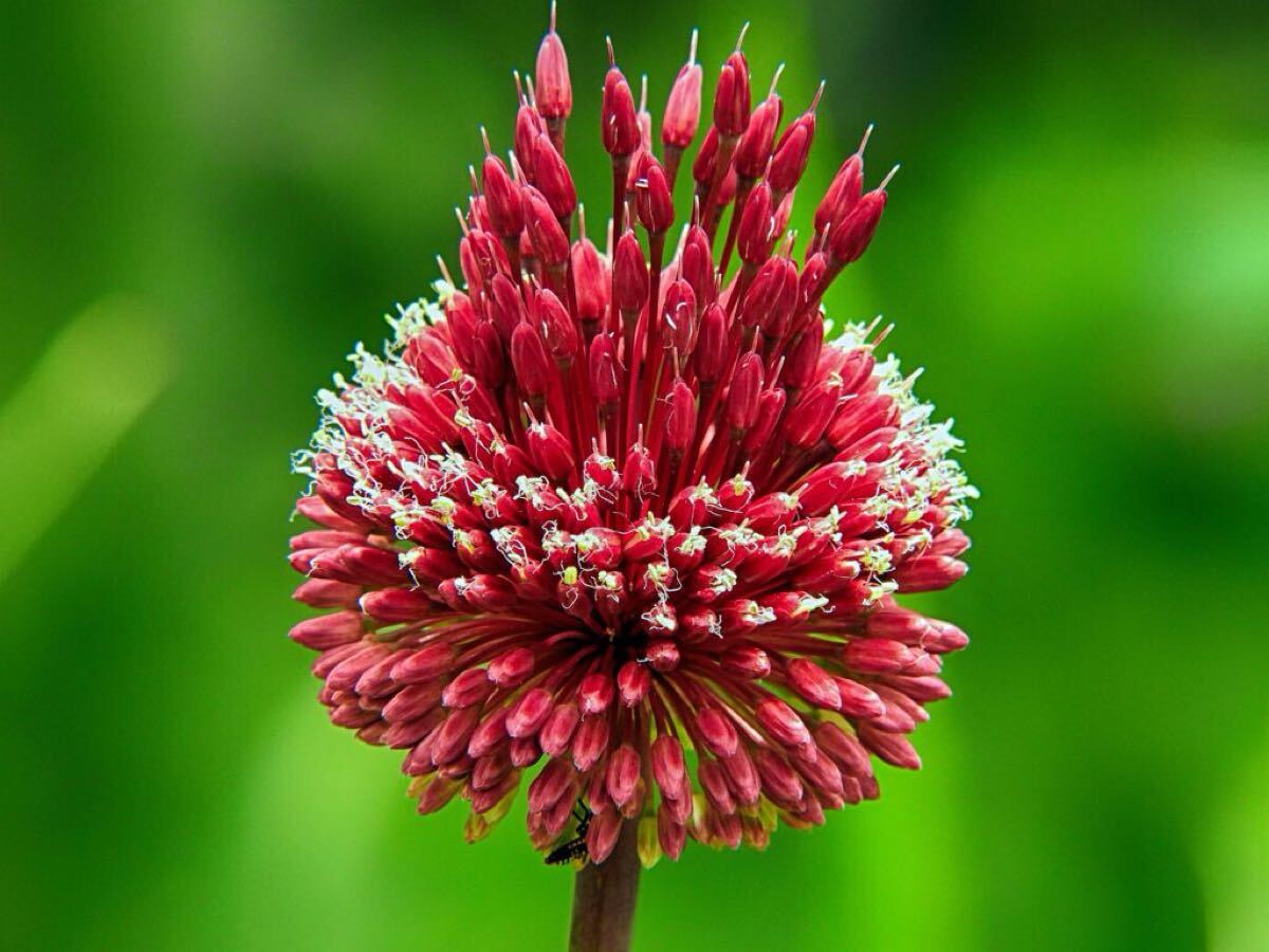 アリウム　レッドモヒカン　球根　1球　訳あり_画像1