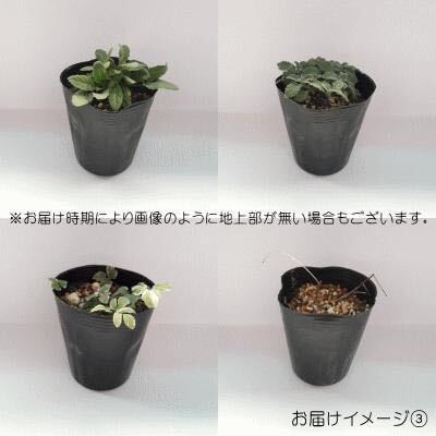 ヘリオプシス　サマーナイト　花の苗　宿根草　姫ひまわり_画像3