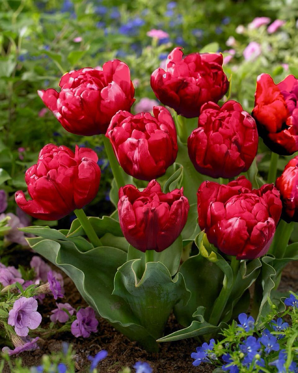 原種チューリップ　レッドベビー　ベイビー　球根　１つ_画像1