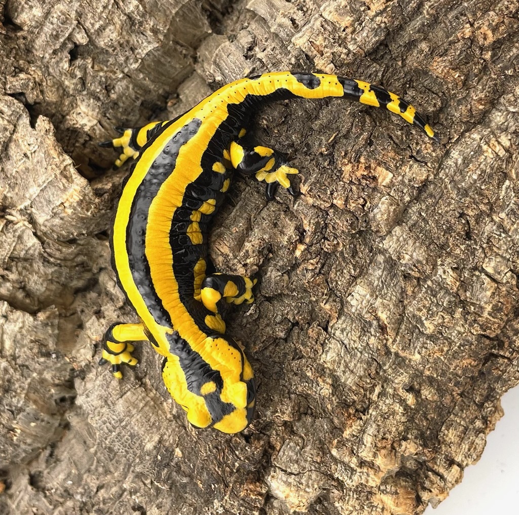 テレストリスファイアサラマンダー 2024CB Solling （Salamandra Salamandra Terrestris) ハイイエロー4_画像5