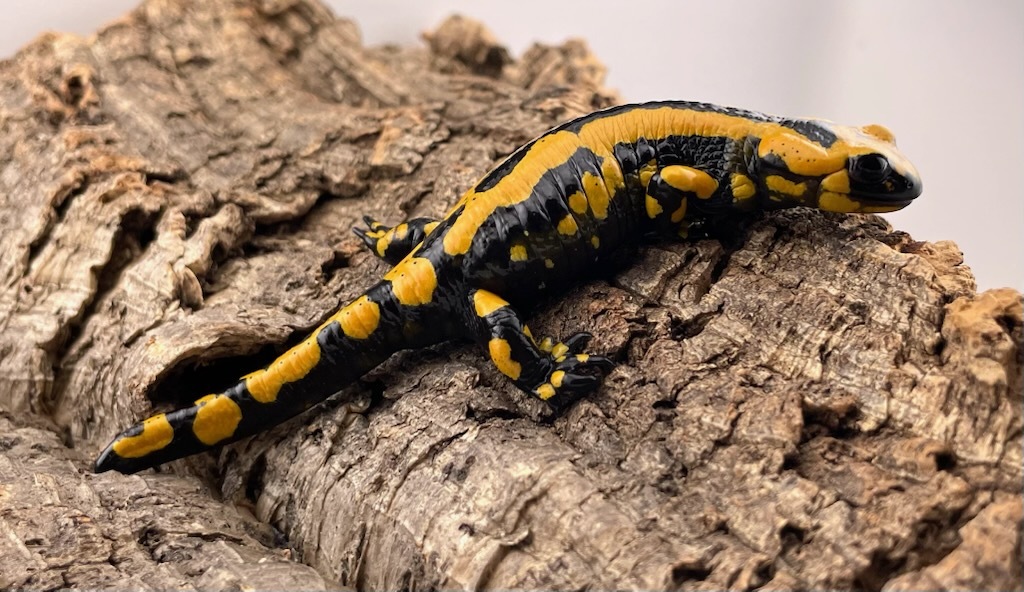 テレストリスファイアサラマンダー 2024CB Solling (Salamandra Salamandra Terrestris) ハイイエロー5_画像3