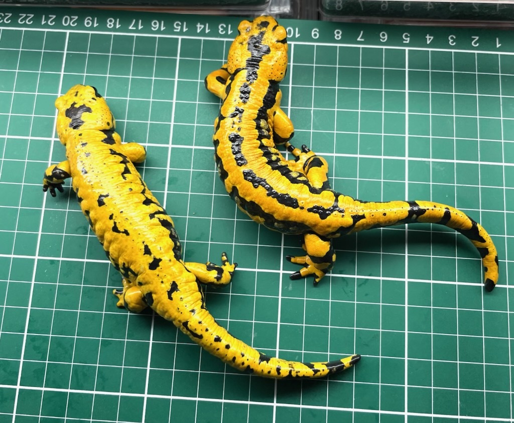 テレストリスファイアサラマンダー 2024CB Solling (Salamandra Salamandra Terrestris) ハイイエロー5_画像7