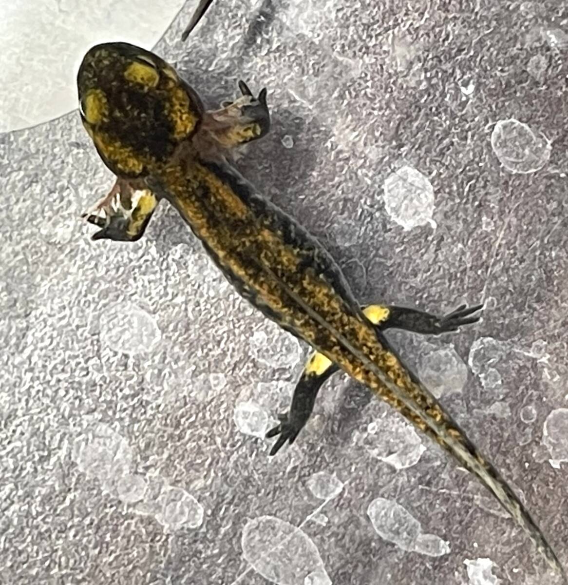 テレストリスファイアサラマンダー 2024CB Solling (Salamandra Salamandra Terrestris) ハイイエロー5_画像8