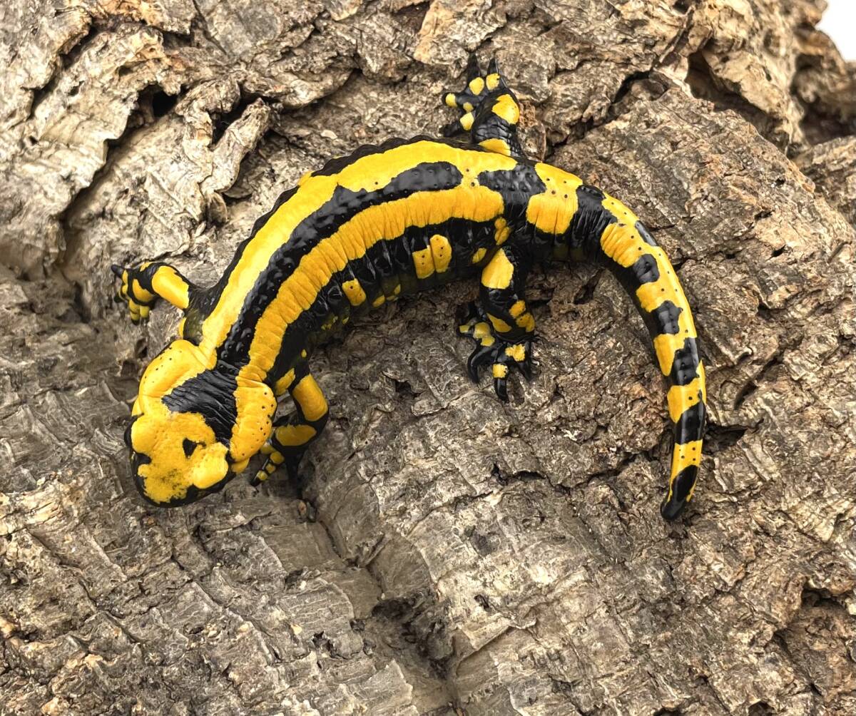 テレストリスファイアサラマンダー 2024CB Solling (Salamandra Salamandra Terrestris) ハイイエロー5_画像1