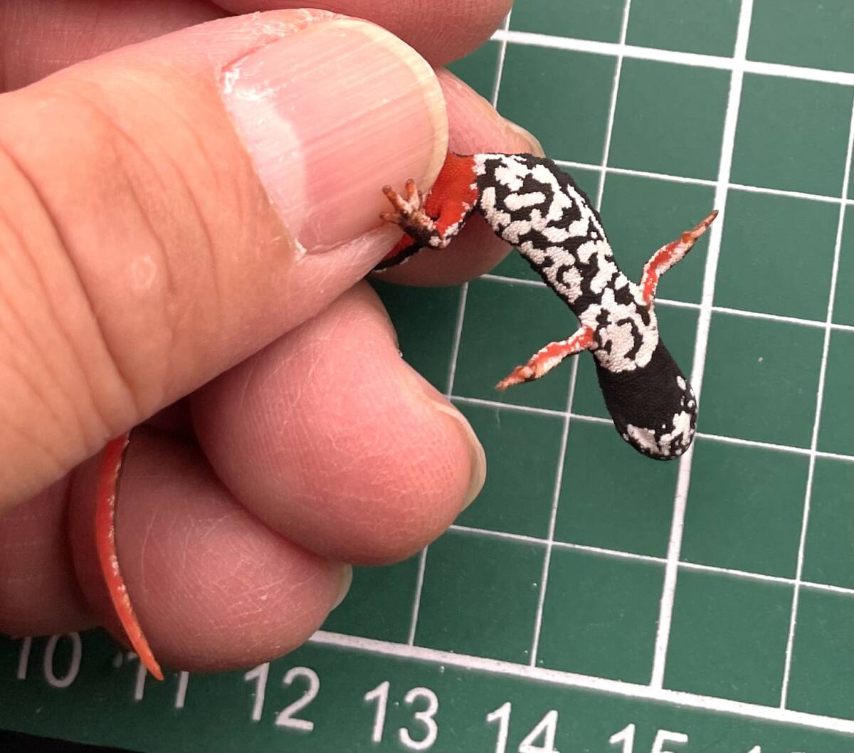 メガネイモリ 2023ドイツCB （Salamandrina terdigitata) -4_画像3