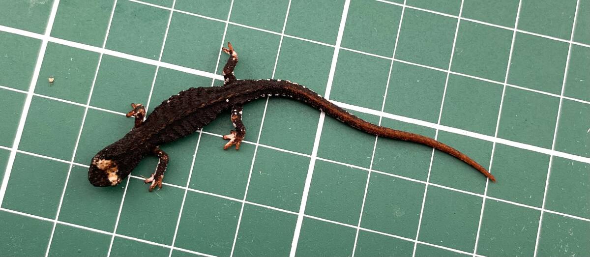 メガネイモリ 2023ドイツCB （Salamandrina terdigitata) -4_画像2