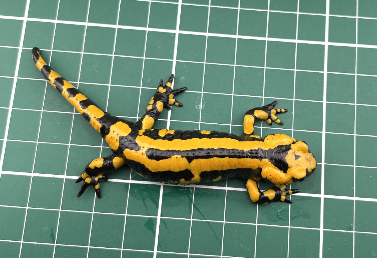 テレストリスファイアサラマンダー 2024CB Solling (Salamandra Salamandra Terrestris) ハイイエロー5_画像2