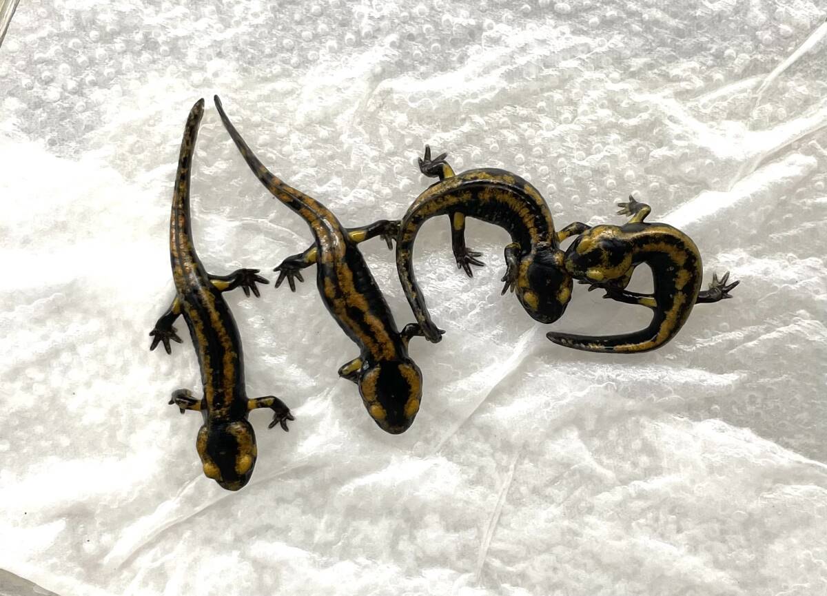 テレストリスファイアサラマンダー 2024CB Solling （Salamandra Salamandra Terrestris) ハイイエロー4_画像8
