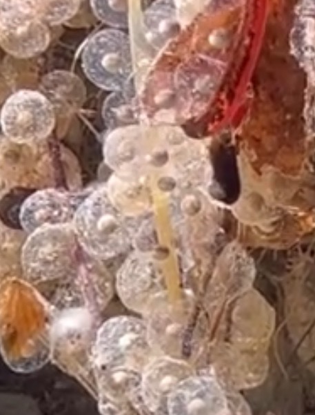 メガネイモリ 2023ドイツCB （Salamandrina terdigitata) -4_画像4