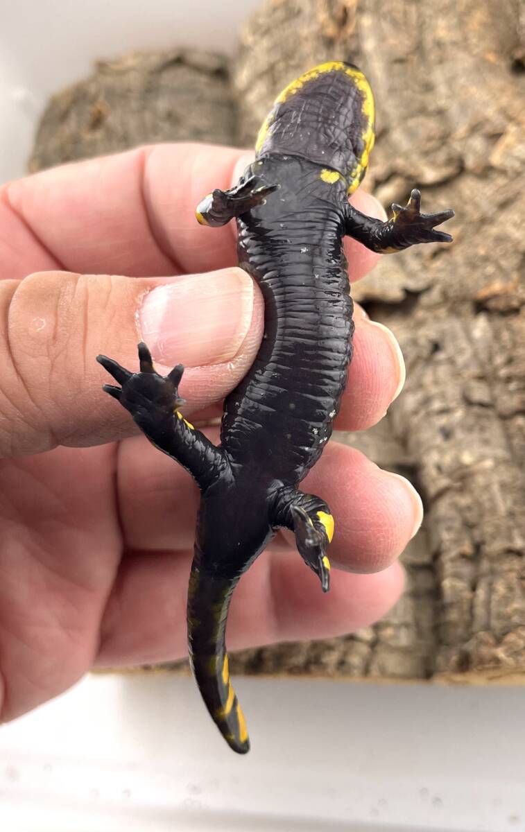 テレストリスファイアサラマンダー 2024CB Solling (Salamandra Salamandra Terrestris) ハイイエロー5_画像6