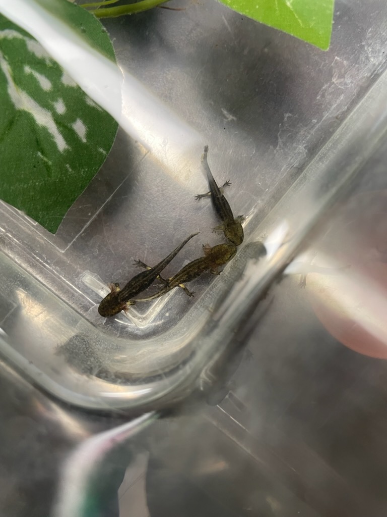 テレストリスファイアサラマンダー 2024CB Solling （Salamandra Salamandra Terrestris) ハイイエロー4_画像9