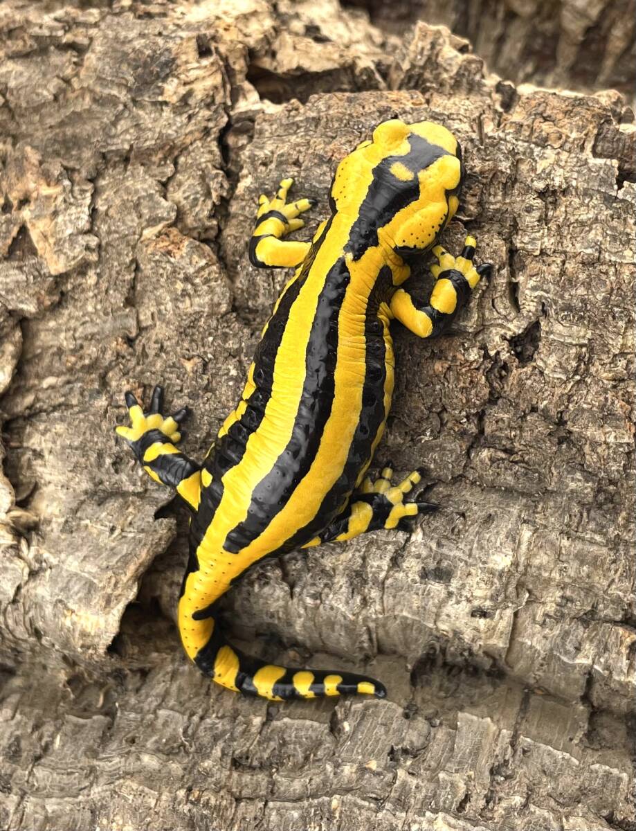 テレストリスファイアサラマンダー 2024CB Solling （Salamandra Salamandra Terrestris) ハイイエロー4_画像1