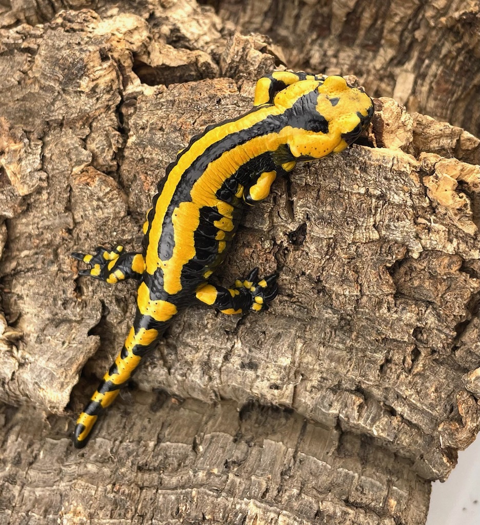 テレストリスファイアサラマンダー 2024CB Solling (Salamandra Salamandra Terrestris) ハイイエロー5_画像5