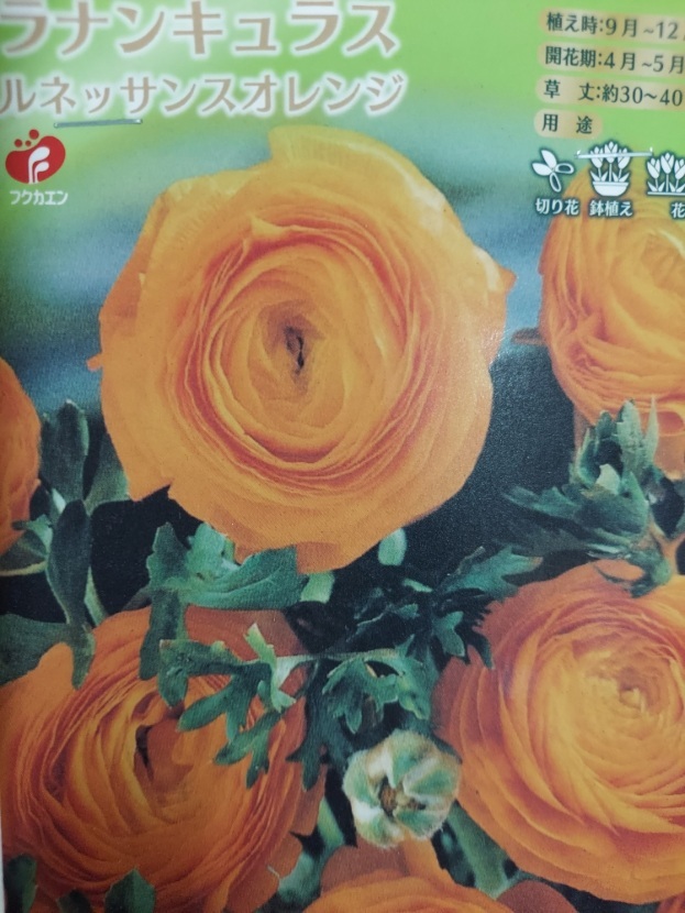 福花園種苗♪送料無料 花色鮮やか 花の大きい人気種 花壇 コンテナ 切花に!ラナンキュラス ルネッサンスオレンジ 3球入り_画像1